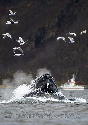 BB 15 0587 / Larus argentatus / Gråmåke <br /> Larus marinus / Svartbak <br /> Megaptera novaeangliae / Knølhval